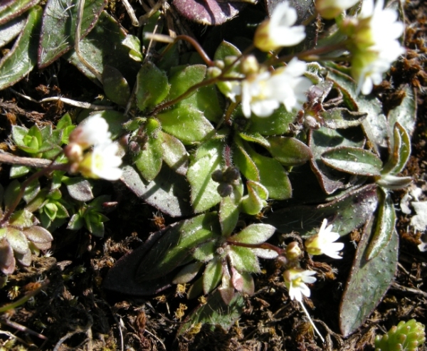 Erophila verna (L.) Chevall.